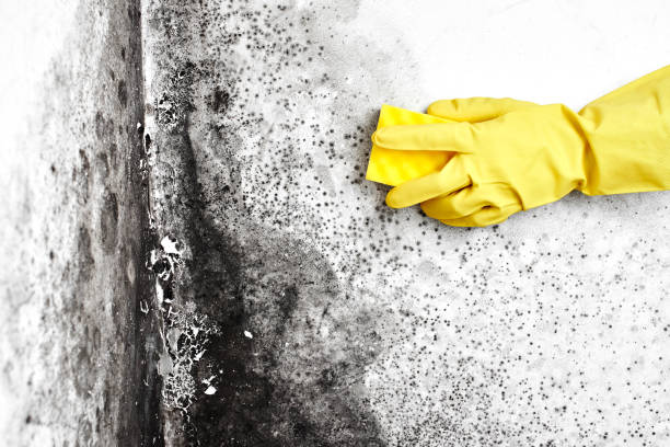 Best Toxic Mold Removal  in Llington, MI