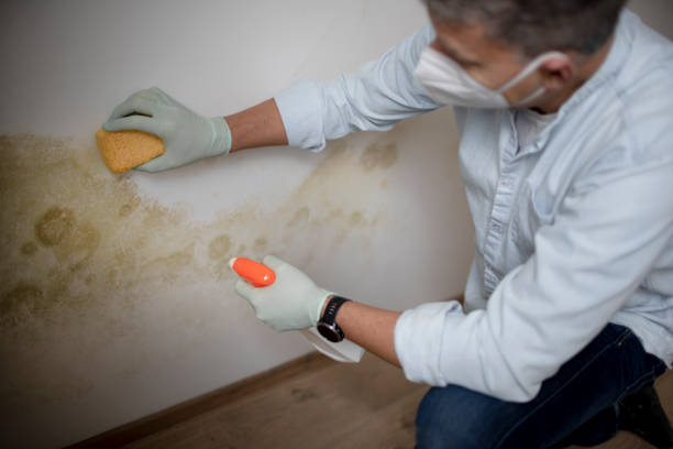 Best Residential Mold Removal  in Llington, MI