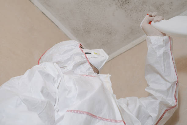 Best Mold Removal Company Near Me  in Llington, MI
