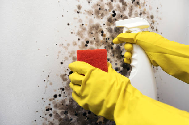 Best Local Mold Removal Service  in Llington, MI