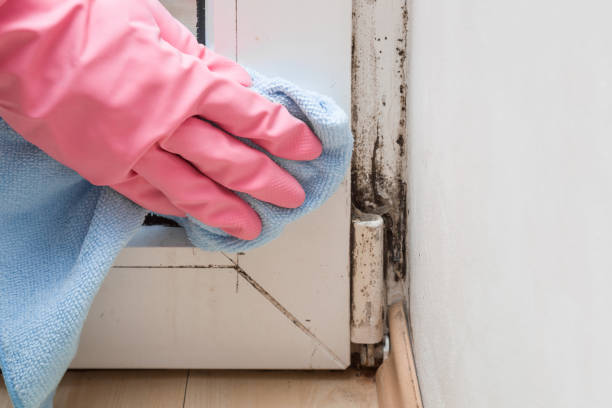 Best Mold Remediation  in Llington, MI